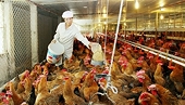 Viet Nam's animal feed imports jump to $3.1b