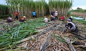 Anti-dumping tax will support sugar industry