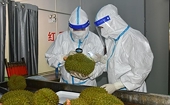 China appreciates Vietnam’s first shipment of durian