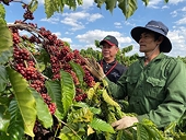 Vietnamese agricultural products on the way to conquer the European market