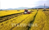 Agricultural sector strives to surpass targets