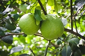 Vietnamese pomelo gets green light to enter US market