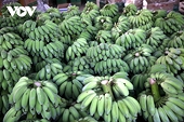 Ample room for Vietnamese banana exports in Japanese market
