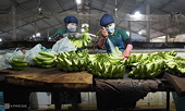 New opportunities for banana exports to China: Minister