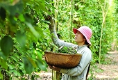Pepper exports: Still difficult in 2023