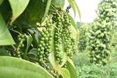 Vietnam remains world’s biggest pepper producer, exporter: int’l conference