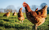 South Africa: Sunset Review of Anti-Dumping Duties on US Chicken Underway