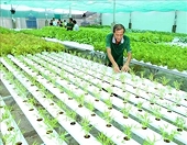 Links between farmers and enterprises vital to promoting agricultural product quality, exports