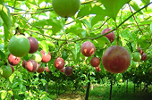 First shipment of passion fruit officially exported to China