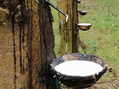 The rubber industry needs a long-term plan for more sustainable development