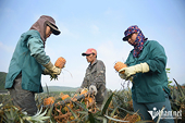 China purchases more Vietnamese fruit for lunar new year holiday