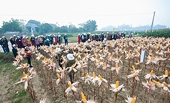 Agriculture depends greatly on imported raw materials
