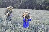 Vietnamese fruits provide high export value