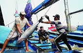 Speeding up removal of IUU "yellow card" to remove problems of seafood exports to the EU