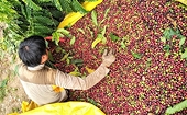 Sustainable development key to success of Vietnamese coffee