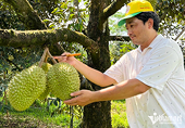 VN goods face difficulty as Chinese market becomes choosier
