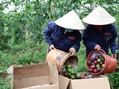 Failure to meet "green" standards, businesses may not be able to export goods