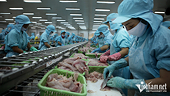 Catfish breeding: from humble origins to the world market