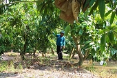 Vietnam - Third largest mango exporter to RoK