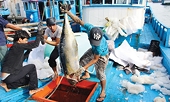 Illegal fishing needs to be terminated to remove yellow card