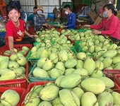 Traders accelerate purchases of Vietnamese farm goods for export to China