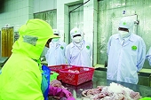Prepare raw materials, pangasius export surpasses the peak