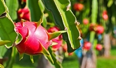 Fruit exports to China increase sharply