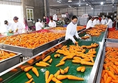 Processed fruits, vegetables enter one-billion-USD export club