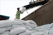 Vietnam’s rice exports predicted to drop in 2023