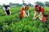 US aims to increase tea imports from Vietnamese market