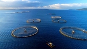 Vietnam eyes 1 billion USD from seaculture product exports by 2025