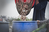 US to raise antidumping duty on Indian shrimp exporters