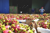 Vietnam’s farm exports to China under close scrutiny