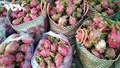 Growing competitive pressure for Vietnamese fruits