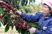 Vietnam to reassert its position on the world coffee map