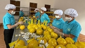 Removing difficulties for export activities