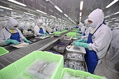 Australia is second-largest shrimp import market of Vietnam in CPTPP