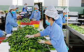 Statistics on safeguard case against imports conducted by Vietnam up to 17  Nov 2015