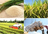 Rice exports bring in nearly US$1 billion