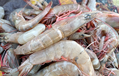 U.S. Shrimp Industry urges International Trade Commission to maintain antidumping orders
