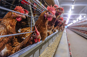 VN livestock industry faces pressure from imported meat, FDI enterprises