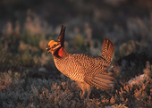US Senate votes on solar tariffs and prairie chicken protections highlight Republican rebukes against President Biden