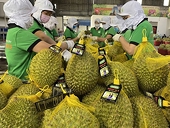Durian exports forecast to boom