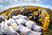 Ample room for rice exports