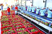 Breaking the disadvantage, increasing exports to the Japanese market