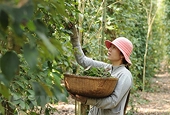 Vietnam to play a greater role in global commodity exchanges