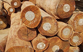 China to resume Australian timber imports, talks under way for PM visit