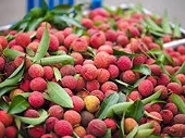 Door wide open for Vietnamese lychee to enter overseas markets