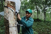 Việt Nam is South Korea's 4th largest rubber supplier