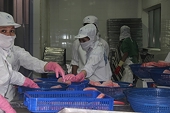 The market is in recession, tuna export businesses are facing significant challenges